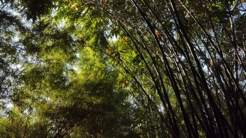 Panning shot of Light through bamboo tree. Stock Footage 122262994