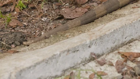 Panning shot of lizard walking on smooth ground, Tortuguero, Costa Rica Stock Footage 141247605