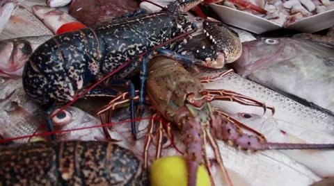Panning Shot of Lobster Stock Footage 52934473