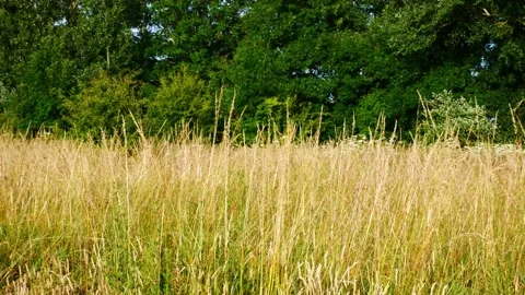 A panning shot of long grasses wave gently in a light breeze on a summer day Stock Footage 219787904