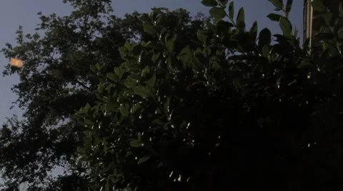 Panning Shot Looking up to the Trees with a Strong Sun Flare Stock Footage 8568825