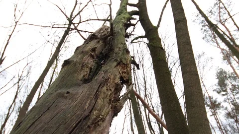Panning shot from a low angle of an old sick tree stump Stock Footage 120649245