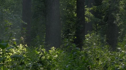 Panning Shot of a Lush Forest Interior - 4K Slow Motion Nature Footage Stock Footage 337495785