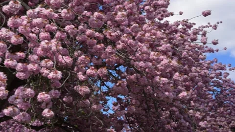Panning shot of lush pink cherry blossom canopies against a vibrant blue sky Stock Footage 333887354