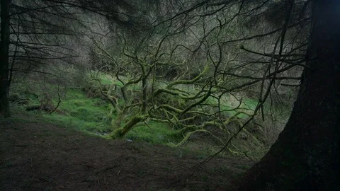 Panning Shot of a Magical Tree in a Forest Clearing by a Stream. Stock Footage 74279943