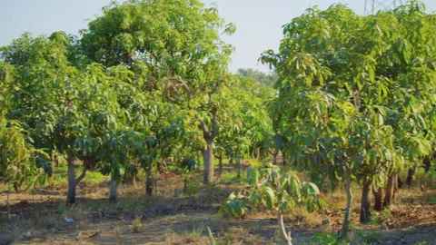 Panning shot of mango trees in an orchard. Stock Footage 307350256