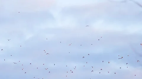 Panning Shot of Many Sparrows Birds Flying Across Overcast Sky in Winter Stock Footage 319996922