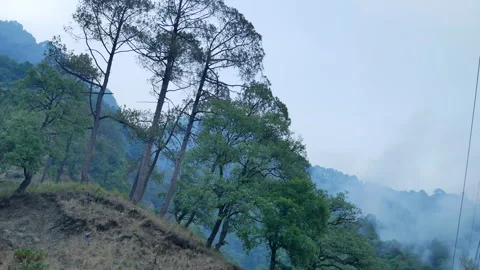 Panning Shot Of Misty Pine Trees On Hill With Fog In Kumaon 4K Stock Footage 346363274
