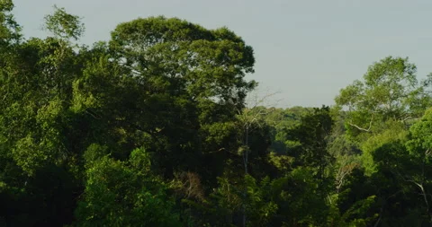 Panning Shot of Morning Time Deep In The Jungles Of Mondulkiri, Cambodia Stock Footage 151131775