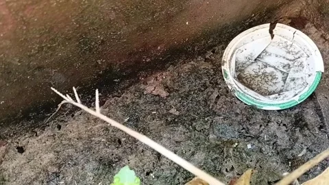 Panning Shot Mosquito Larvae In Plastic Cup Видео 335473822