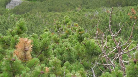 Panning shot of mountain pine, High Tatras, Slovakia. 4k Stock Footage 168346556