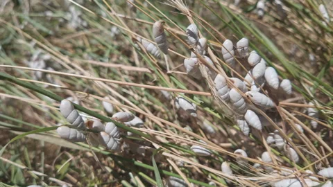 Panning shot, moves along dense infestation of white cylindrical land snails on Stock Footage 341293028