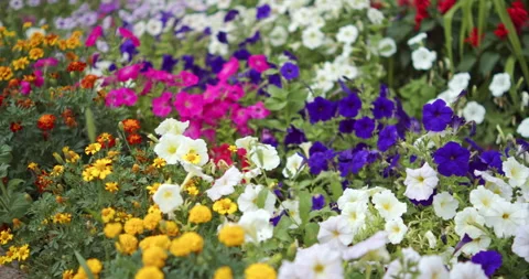Panning shot of a multi-colored flower bed densely planted with vibrant pur.. Stock Footage 342005792