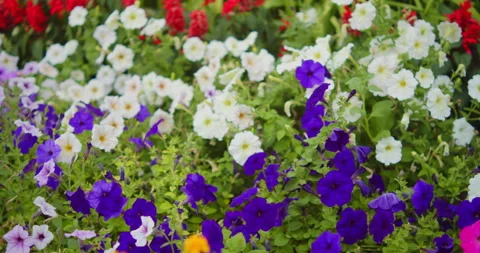 Panning shot of a multi-colored flower bed densely planted with vibrant pur.. Vidéo 342006245