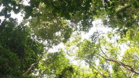 Panning shot. Nature tree in the forest. Stock Footage 112654622
