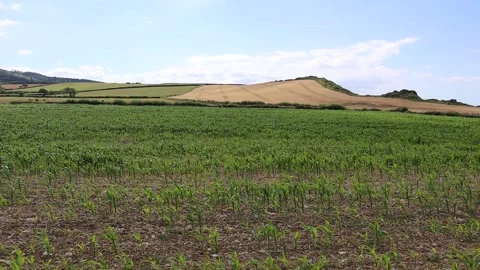 Panning shot of new corn crop growing in a field at East Quantoxhead Stock Footage 135767772