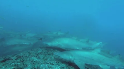 Panning shot next to a large grouping of sharks on a shipwreck Stock Footage 83956725