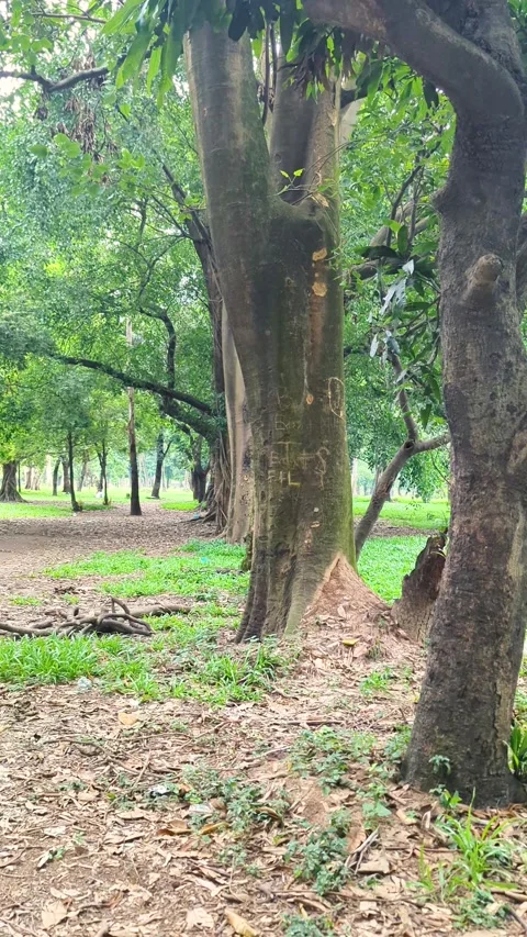 Panning shot of old big trees in a line inside a green public park or botan.. Video stock 336919806