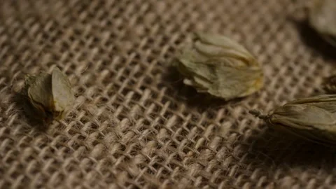 Panning shot over dried hops flowers on burlap sack Stock Footage 327829304