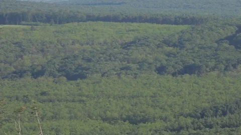 Panning Shot Over Forest Treetops Stock Footage 77774364