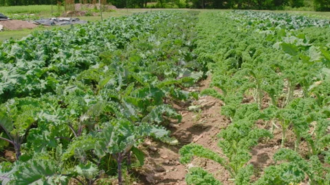 Panning shot over rows of kale Stock Footage 312006227