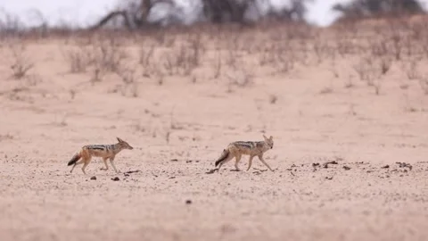 Panning shot of a pair of black-backed jackals running behind each other Vídeo Stock 327555222