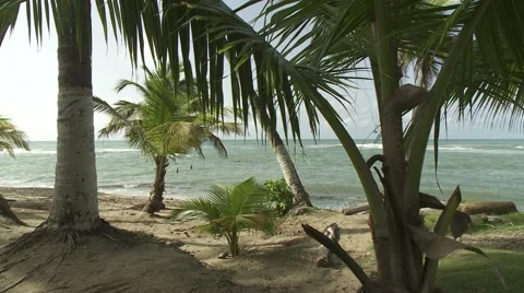 Panning shot of palm trees on a beach Stock Footage 64221013