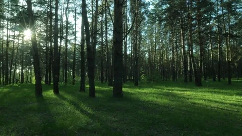 Panning shot Panoramic View of the forest landscape in perfect summer day Stock Footage 74217607
