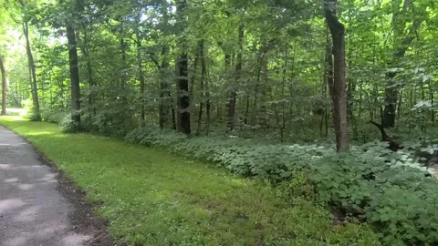 Panning shot of Path and Forrest Kansas Stock Footage 244499169