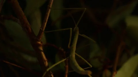 Panning shot of Phasma or stickbug hidden in the branches Stock Footage 98117257