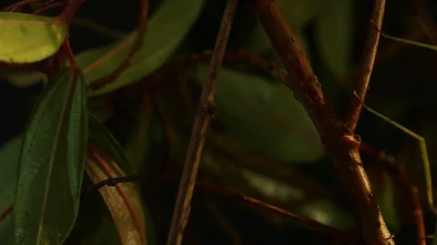 Panning shot of Phasma or stickbug hidden in the branches Stock Footage 98117297