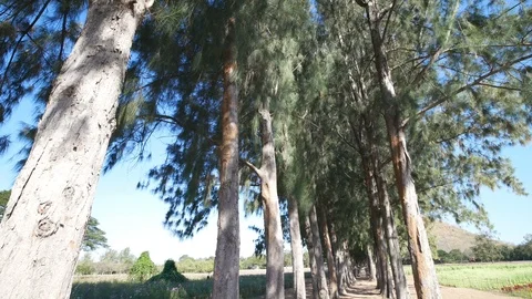 Panning shot of Pine tree in the garden Stock Footage 100999883