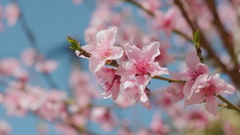 Panning shot of pink cherry blossoms at spring. Stock Footage 151997900