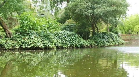 Panning shot of a pond in Parque de Maria Luisa in Seville (2) Stock Footage 64754395