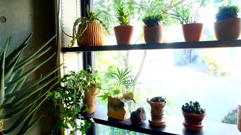 Panning Shot of Potted Cacti and Succulents by Bright Window Stock Footage 344099689