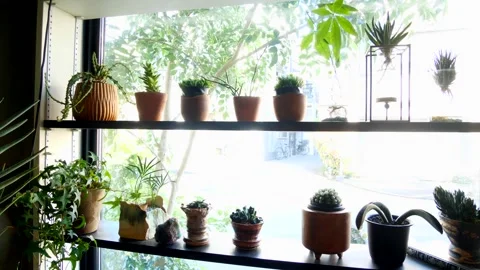 Panning Shot of Potted Cacti and Succulents by Bright Window Vídeos de archivo 344099690