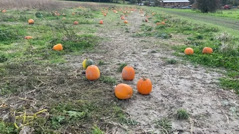 Panning shot of pumpkins on floor after fall or Halloween pumpkin patch Video stock 164669443