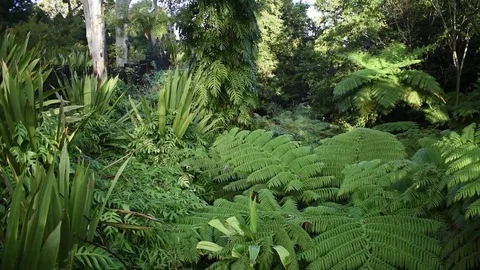 Panning shot in rainforest Video stock 76562727