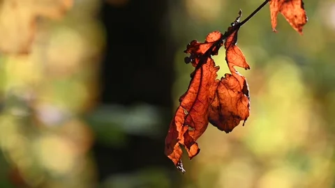 Panning shot of a red leaf in the forest Stock Footage 163162315