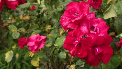 Panning shot of red roses Stock Footage 83280679