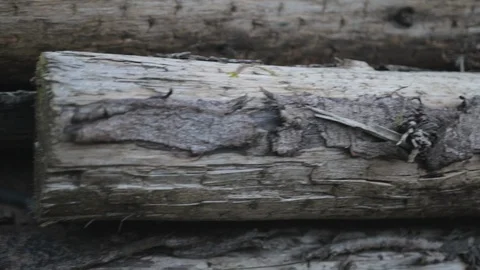 Panning shot right of a pile of old logs with its bark peeling Stock Footage 101760702