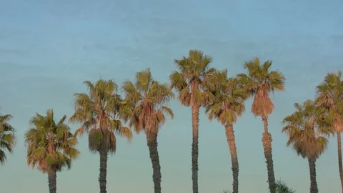 Panning shot of a row of palm trees at sunrise Vídeo Stock 121733838