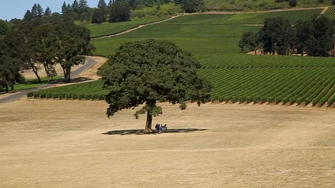 Panning shot of rows of wine grape vines with red wine grapes at a Willamette Stock Footage 115308419