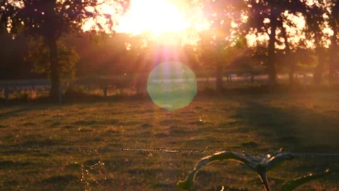 Panning shot of rural fields at sunset while sun bursts through trees Stockbeeldmateriaal 218730896