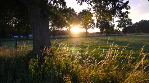 Panning shot of rural fields at sunset while sun bursts through trees Видео 218731001