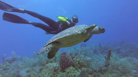 Panning shot of scuba diver gesturing heart shape while swimming by turtle in Stock Footage 128924833