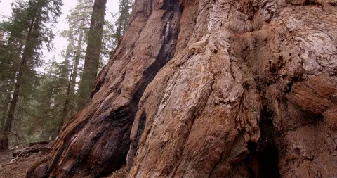 Panning shot of a Sequoia tree trunk, Sequoia National Park, California, Shot 库存影片 103450293
