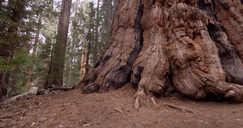 Panning shot of a  Sequoia  tree trunk, Sequoia National Park, Sequoia National Video stock 103450303