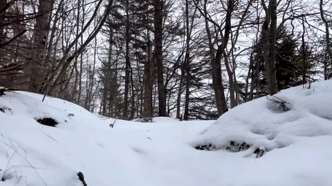 Panning shot of a serene winter forest covered in deep white snow Stock Footage 325478078