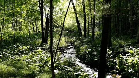Panning shot of a small stream deep in the forest. Video stock 99753814